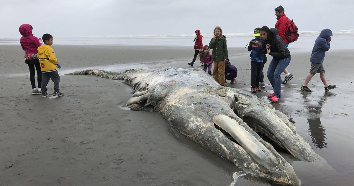 At risk is the population of gray whales in the United States |  United State