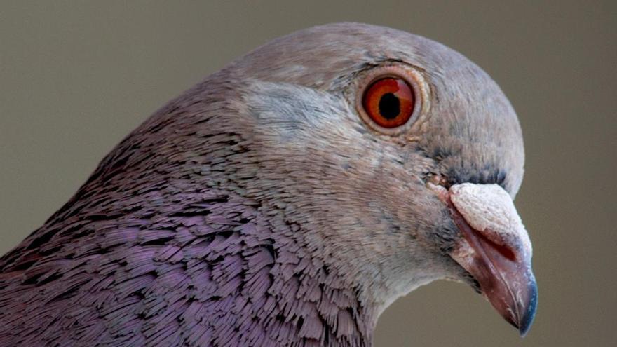 UK alert for ‘zombie pigeons’