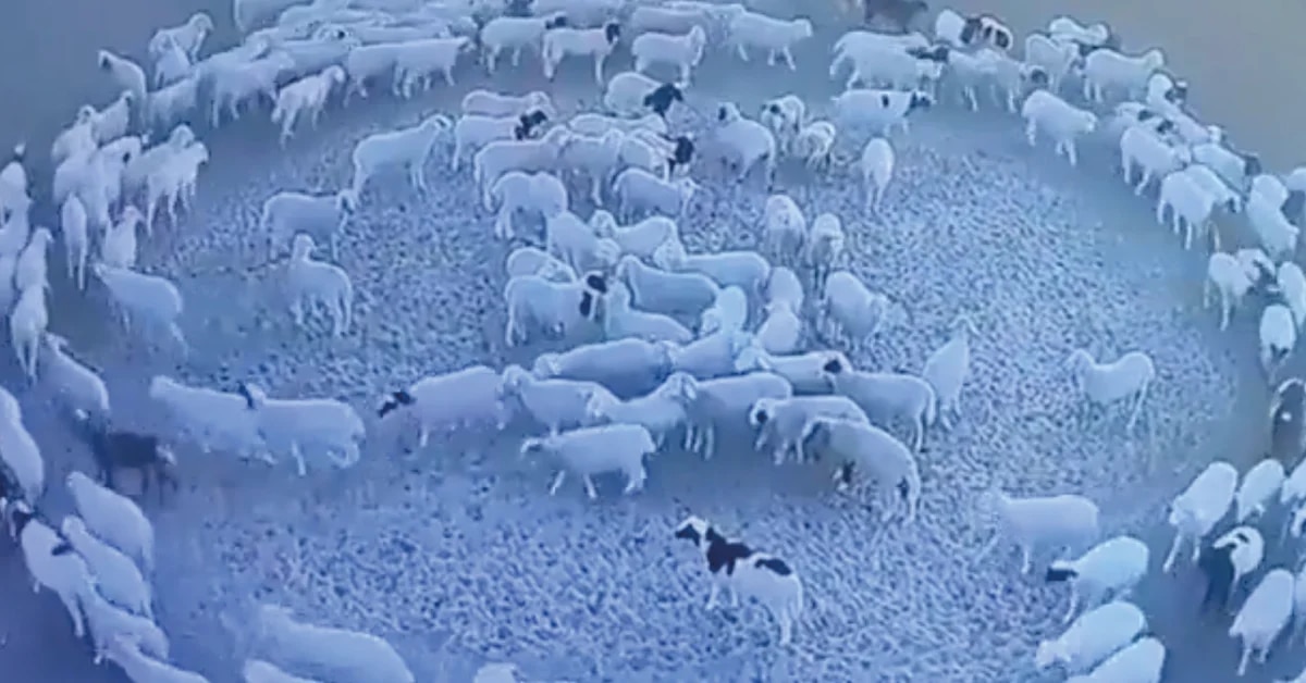 Sheep walk in a circle for 12 days in a row and generate mystery in the nets