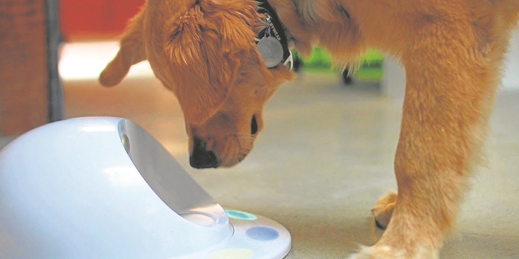 Technological arsenal to entertain pets